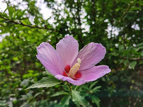 木槿花花期